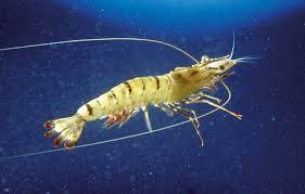 Black Tiger Shrimp